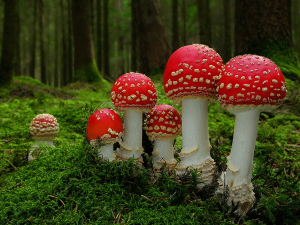 毒蠅傘(Amanita muscaria)─有毒，不可食