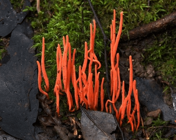 角擬鎖瑚菌(Clavulinopsis corniculata)─無毒，可食，但實用價值不高