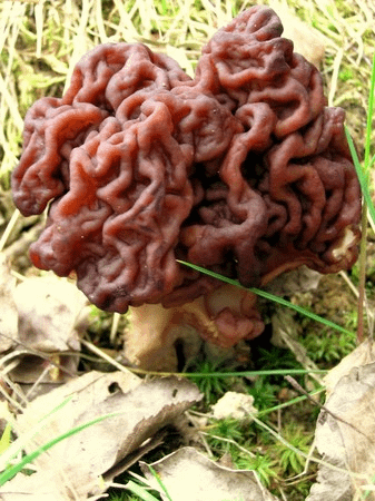 鹿花菌(Gyromitra esculenta)─有毒，但在某些地區會食用