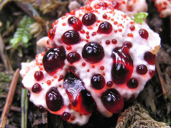 血齒菌(Hydnellum peckii)─無毒，不可食