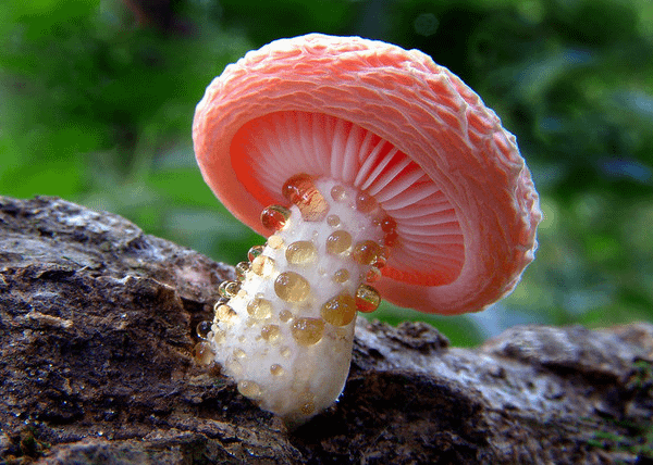 玫耳(Rhodotus palmatus)─毒性、可食性未知