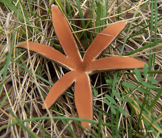 惡魔的雪茄(Chorioactis geaster)─毒性、可食性未知