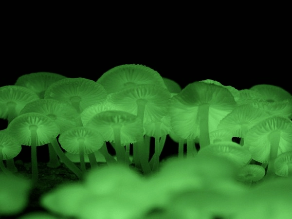 螢光小菇(Mycena chlorophos)─無毒，不建議食用