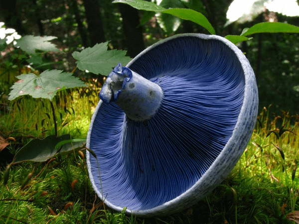 藍綠乳菇(Lactarius indigo)─無毒，可食