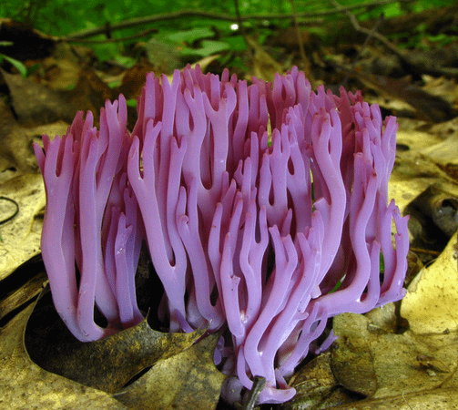 堇紫珊瑚菌(Clavaria zollingeri)─毒性、可食性未知