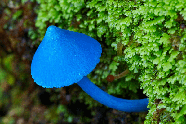 天藍色蘑菇(Entoloma hochstetteri)─毒性未知，不建議食用