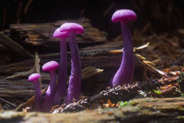 紫色詐欺者(Laccaria amethystina)─無毒，可食