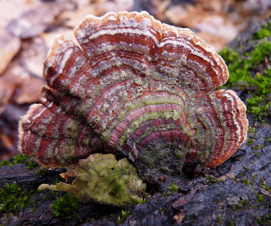 雲芝(Trametes versicolor)─無毒，可食