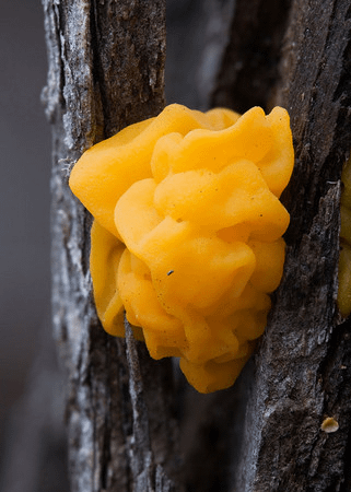 黃金果凍菌(Tremella mesenterica)─無毒，可食