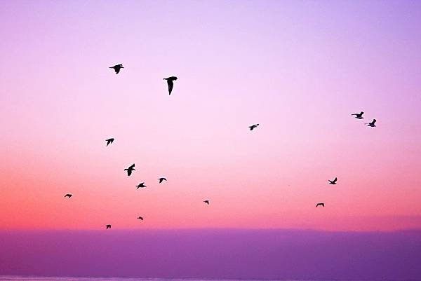 pink-2617171_1920.jpg
