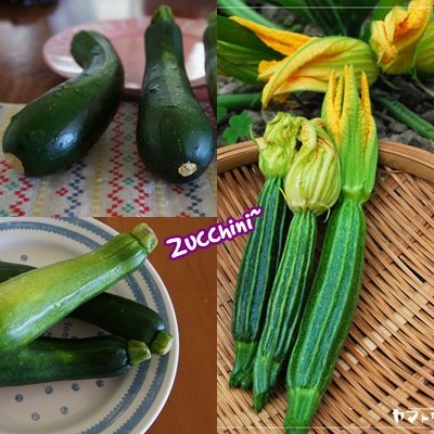 Zucchini4