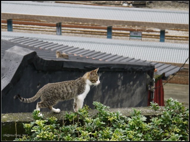 Resized_GF3-探訪猴硐貓之村-116.jpg