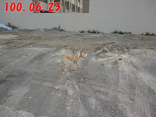 100.06.23 桂林橡皮筋小黃狗