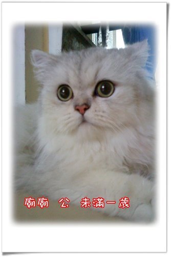 廟廟.jpg