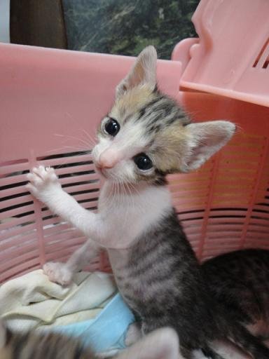 2011.01 貢丸