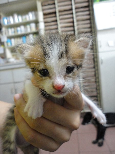 Sugar