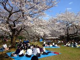 picnic under sakura