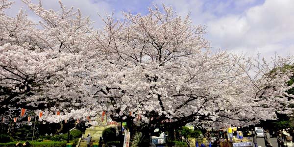 上野櫻花