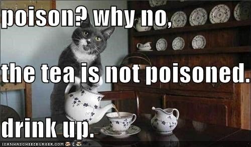 cat drink tea