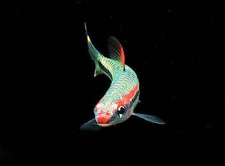 fish