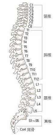 脊椎