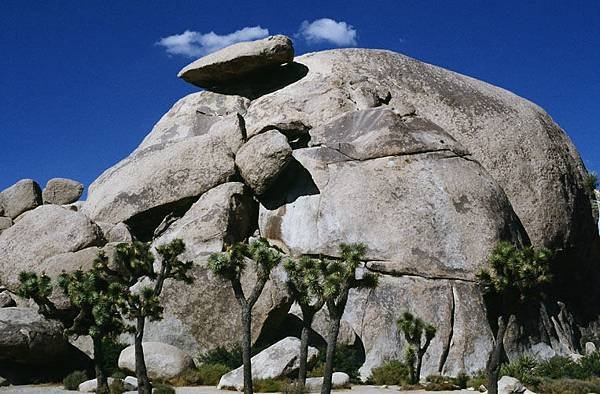 Joshua tree 1