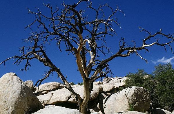 Joshua tree 2