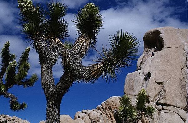 Joshua tree 3