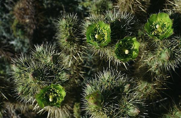 Joshua tree 4