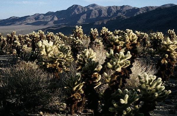 Joshua tree 7