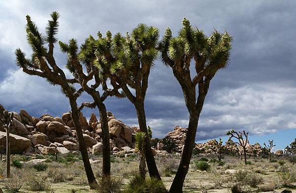 Joshua tree 11