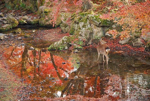 nara deer 9