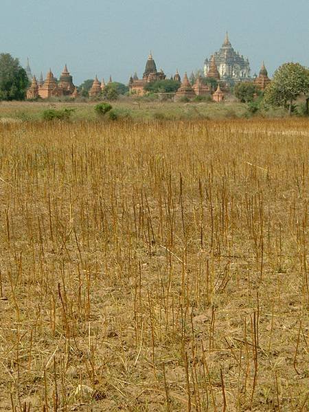 burma bagan 14