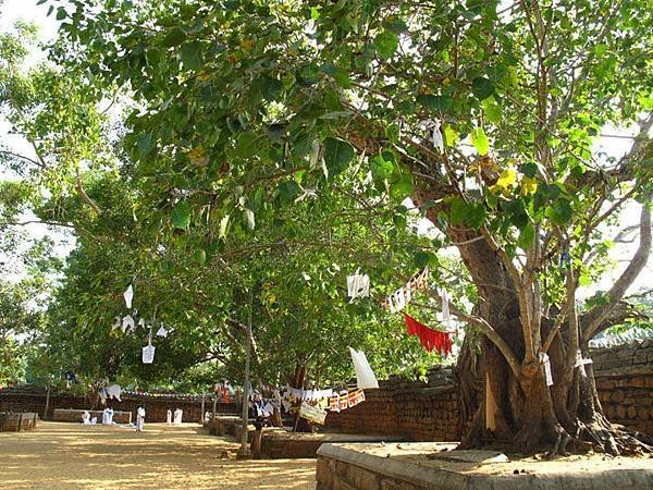 Anuradhapura 8b