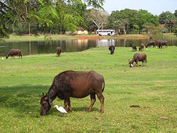 Anuradhapura 9