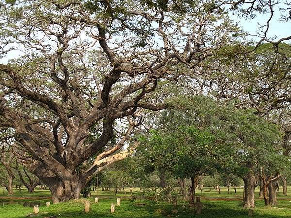 Anuradhapura 9a