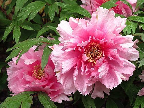 peony c15