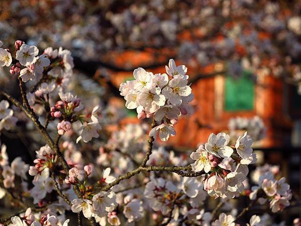 Miyajima b4.JPG