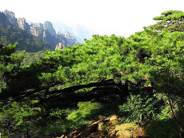 Huangshan b20.JPG