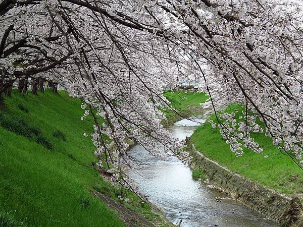 Nara a7.JPG