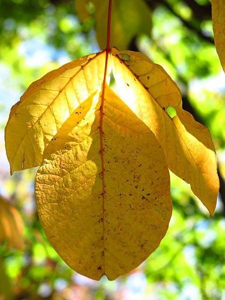 color leaves 4.JPG