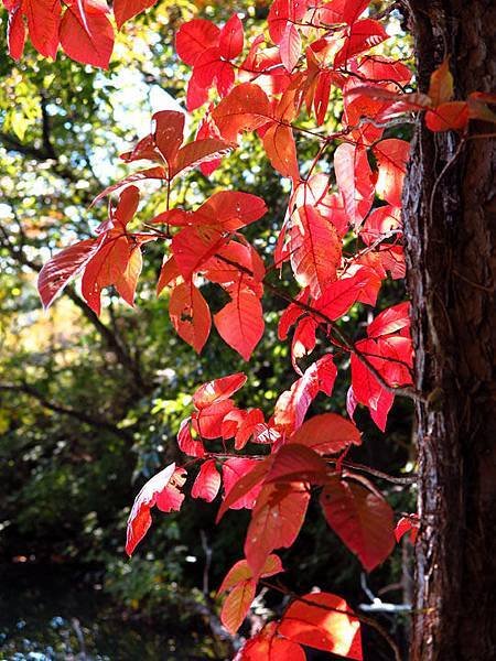 color leaves 7.JPG