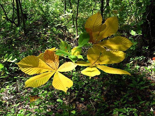 color leaves 8.JPG