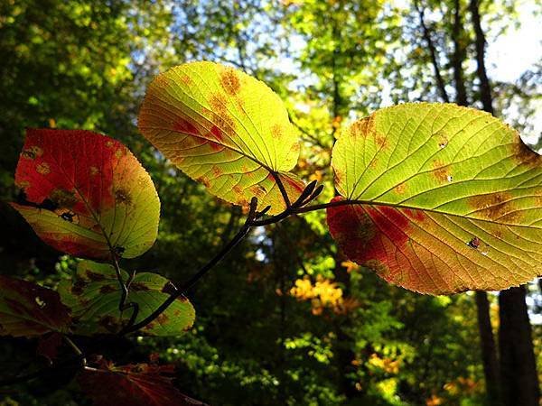 color leaves 18.JPG