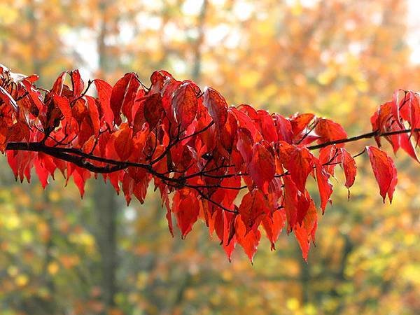 color leaves 21.JPG