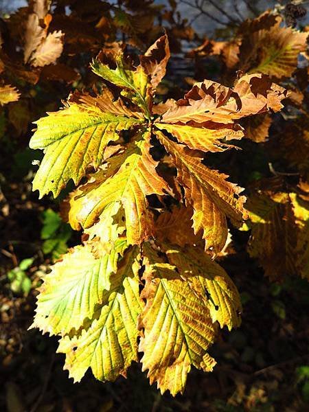 color leaves 22.JPG