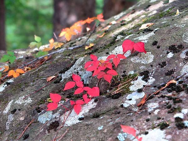 color leaves 23.JPG