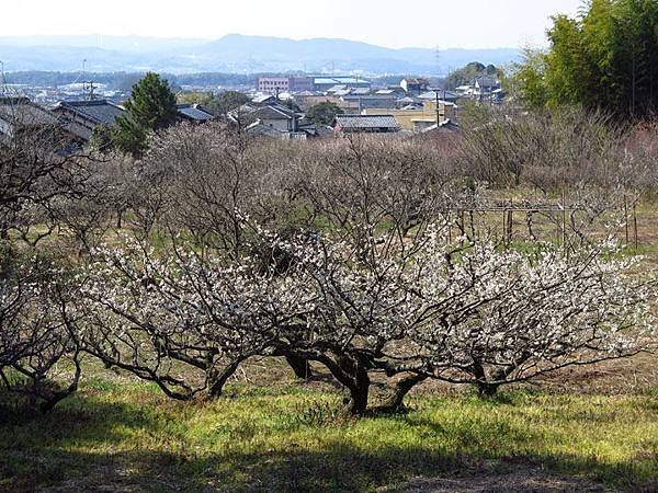 Kyoto 10a10.JPG