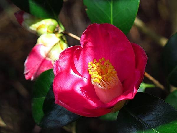 camellia 2