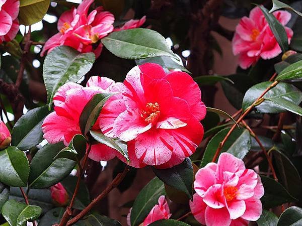 camellia 3